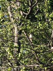Nycticorax nycticorax