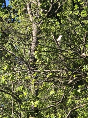Nycticorax nycticorax
