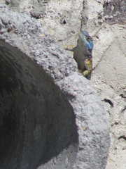 Sceloporus aureolus