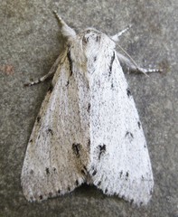 Acronicta vulpina