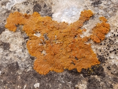 Xanthomendoza trachyphylla