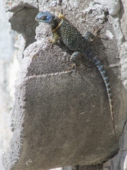 Sceloporus aureolus