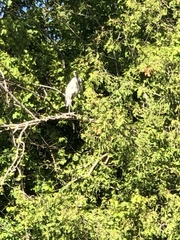Ardea herodias