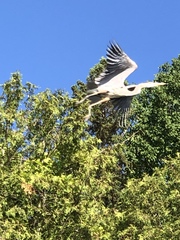 Ardea herodias