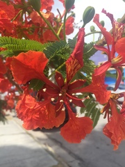 Delonix regia
