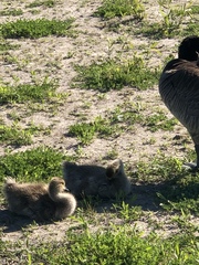 Branta canadensis