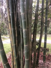 Phyllostachys bambusoides