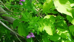 Vicia americana
