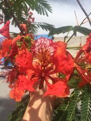 Delonix regia
