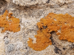 Xanthomendoza trachyphylla