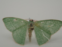 Nemoria rubrifrontaria