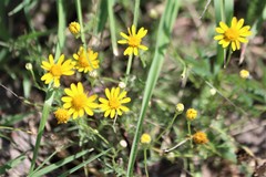 Thymophylla tenuiloba