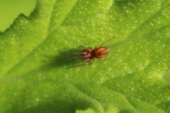 Nigma puella