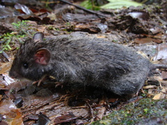 Heteromys australis