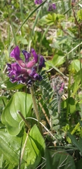 Oxytropis erecta
