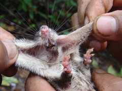 Heteromys australis
