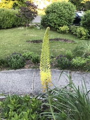 Eremurus
