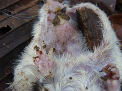 Heteromys australis