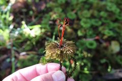 Dendrohypopterygium filiculiforme