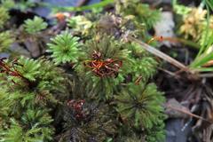 Dendrohypopterygium filiculiforme