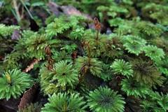 Dendrohypopterygium filiculiforme