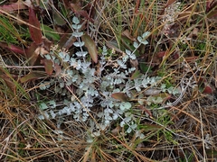 Gingidia enysii