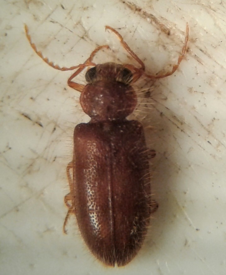 Rhadalus