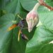 Philippine Black Potter Wasp - Photo (c) Fabio Moretzsohn, some rights reserved (CC BY-NC), uploaded by Fabio Moretzsohn