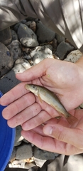 Pantosteus clarkii