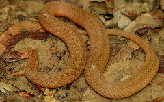 Storeria occipitomaculata obscura