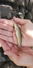 Pantosteus clarkii