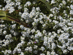 Plagiobothrys chorisianus chorisianus