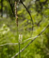Carex pellita