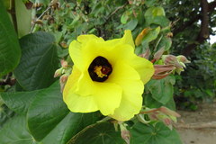 Delta pyriforme philippinense