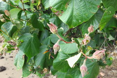 Delta pyriforme philippinense