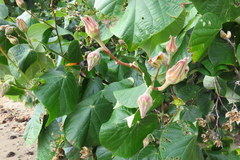 Delta pyriforme philippinense