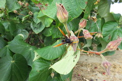 Delta pyriforme philippinense