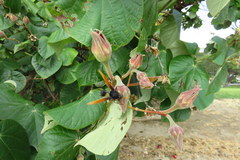 Delta pyriforme philippinense