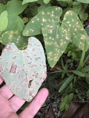 Pseudocercospora cruenta