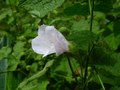 Hibiscus verbasciformis