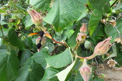 Delta pyriforme philippinense