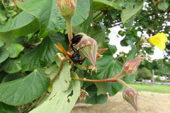 Delta pyriforme philippinense