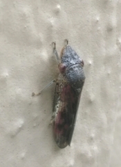 Homalodisca vitripennis
