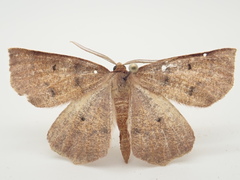 Metarranthis duaria
