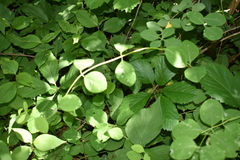Lonicera reticulata