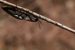 Chalcolepidius approximatus