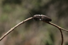 Chalcolepidius approximatus