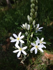 Ornithogalum ponticum