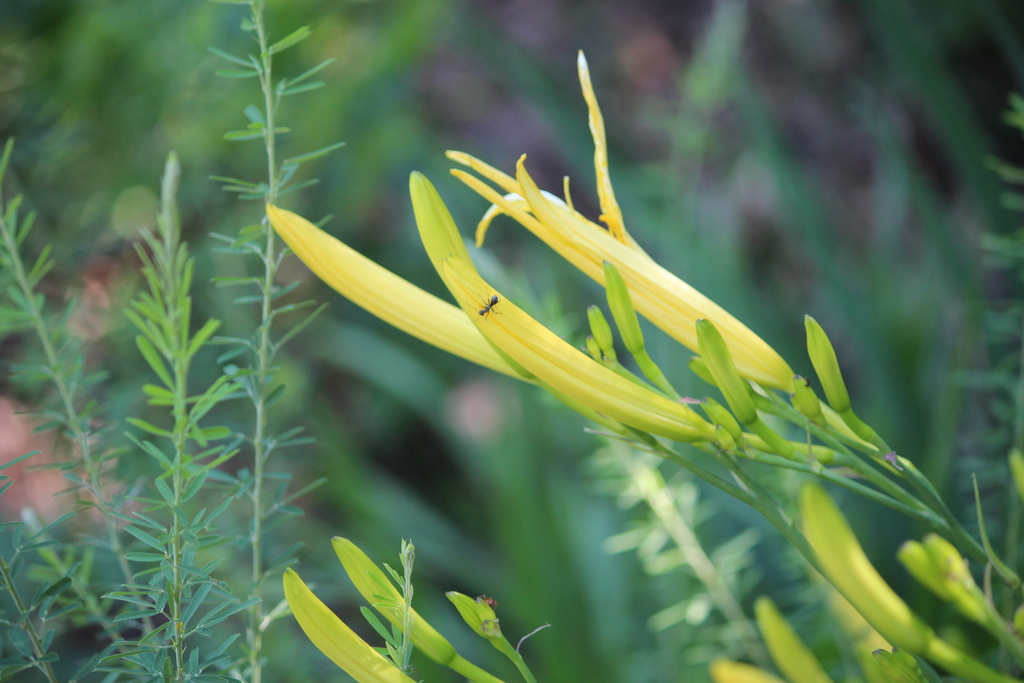 Daylily