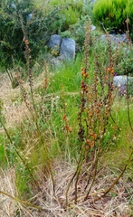 Asphodelus cerasiferus